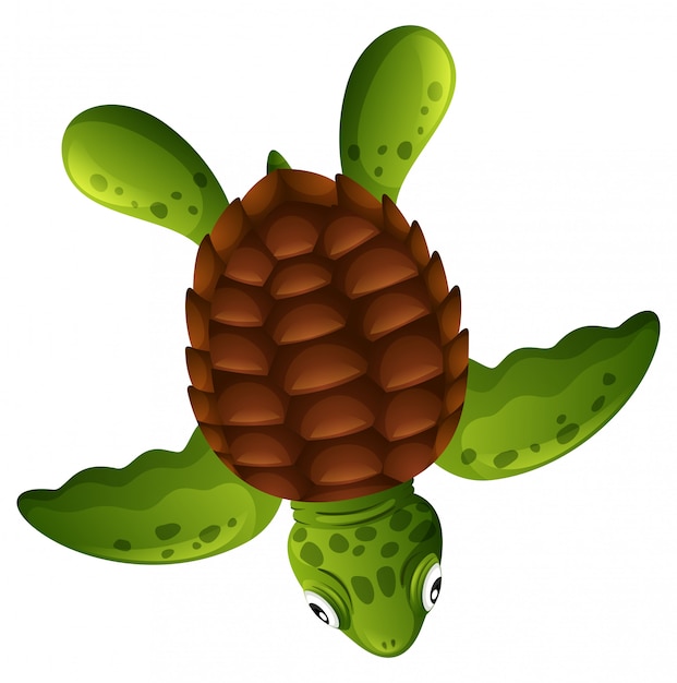 A green sea turtle on white background Free Vector