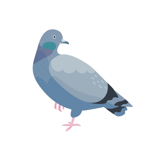 灰色の鳩フラットベクトルイラスト 暗い羽を持つ鳥 片足で立っている羽の鳩 通りの動物 野生生物 白い背景で隔離の小さなくちばしを持つかわいい都市バーディー プレミアムベクター