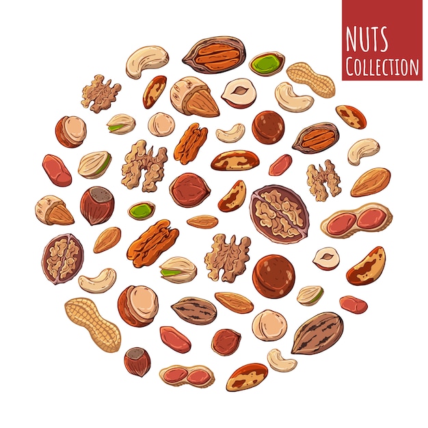 Group of vector colorful illustrations on the nuts theme. Vector ...