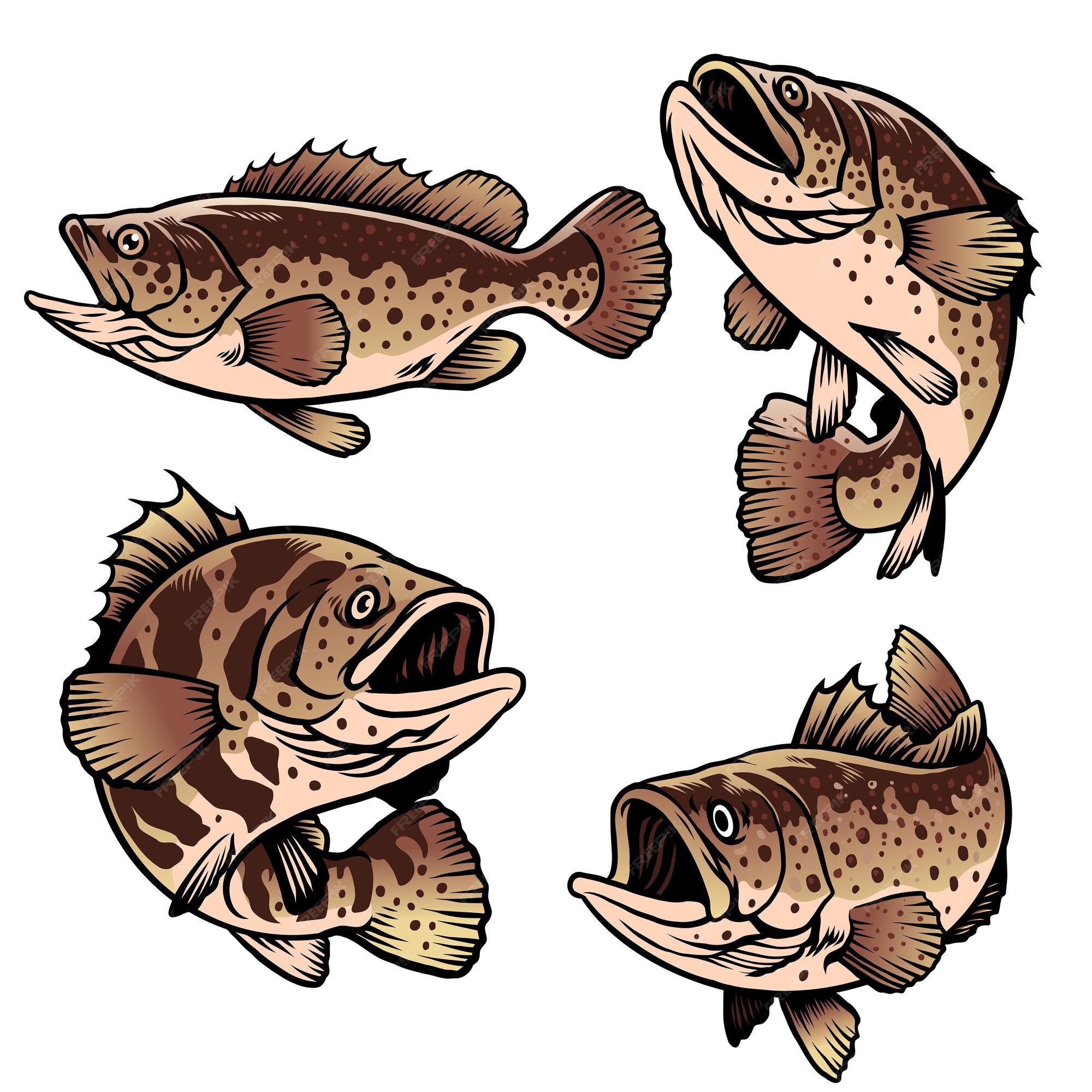 premium-vector-grouper-fish