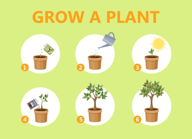 Premium Vector | Growing A Plant In The Pot Guide. How To Grow A Flower ...