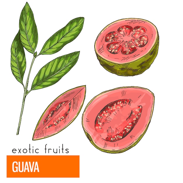 Guava. color vector illustration. | Premium Vector