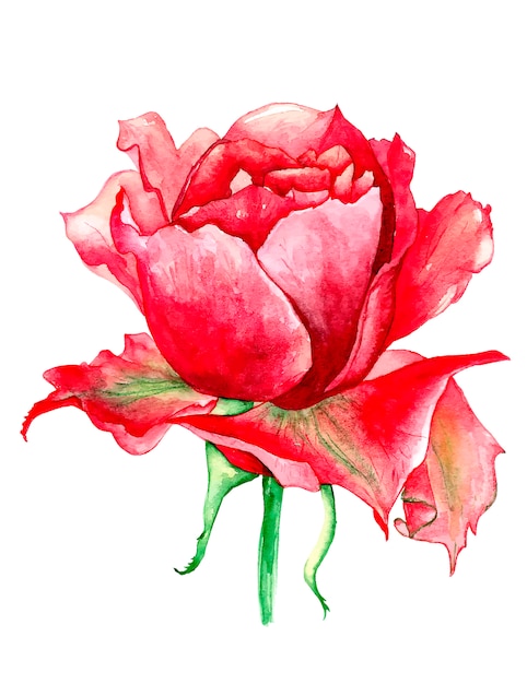 Premium Vector | Hand draw beautiful red rose watercolor on white