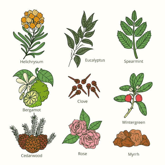 Free Vector | Hand draw essential oil herb collection