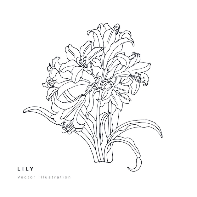 ユリの花のイラストを手描きします 花の花輪 白い背景の上の植物の花カード プレミアムベクター
