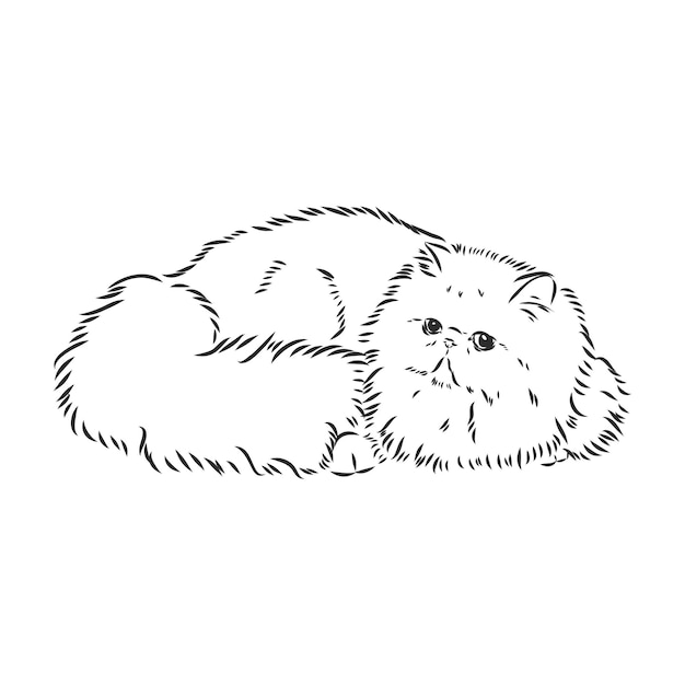 Premium Vector Hand Drawing Persian Cat Vector Version Persian Cat Premium Vector Hand Drawing Persian Cat Vector Version Persian Cat