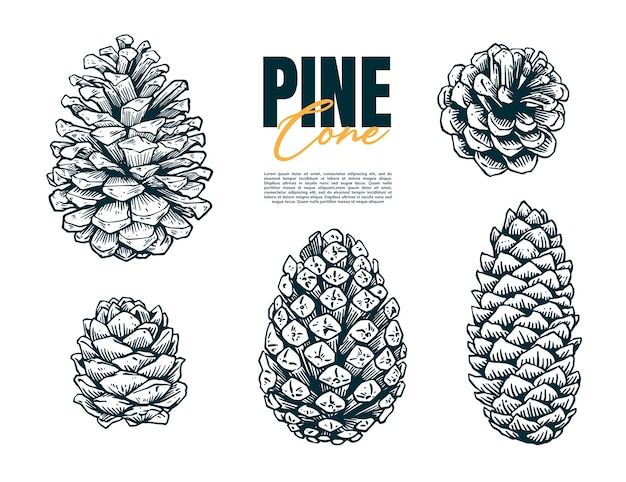 Premium Vector Hand Drawing Pine Cone Set
