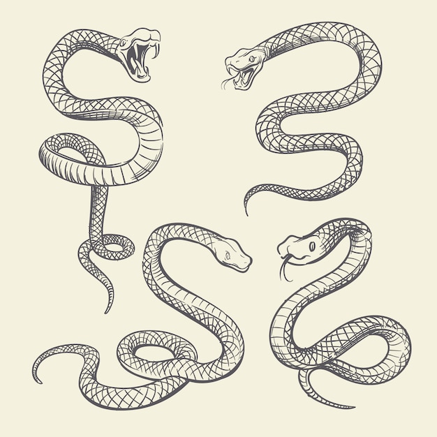 手描きのヘビセット 野生動物のヘビのタトゥーベクターデザインの分離 プレミアムベクター