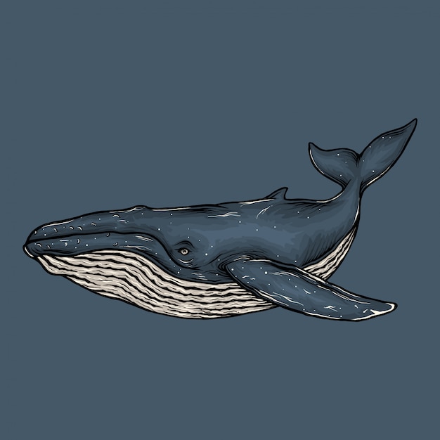Premium Vector Hand Drawing Vintage Blue Whale Illustration