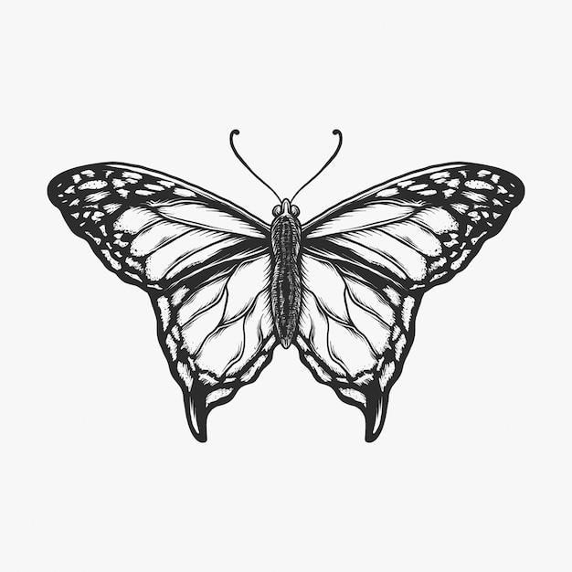 Download Hand drawing vintage butterfly monochrome vector ...
