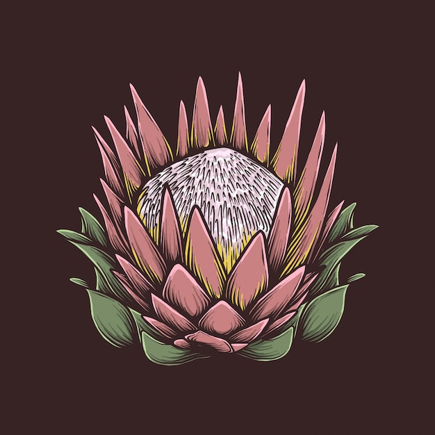 Download Hand drawing vintage protea flower vector illustration ...