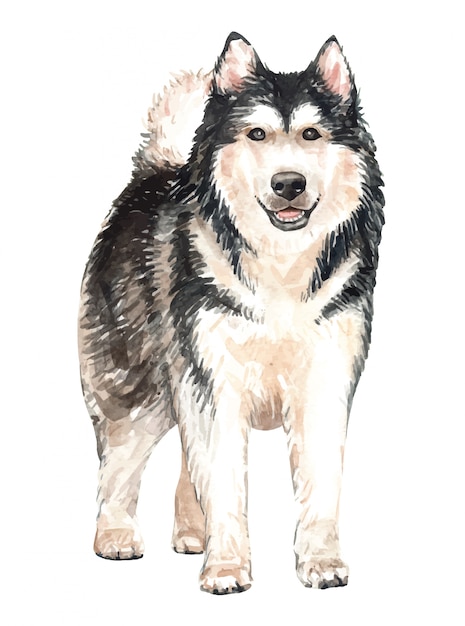 プレミアムベクター 手描きのアラスカのマラミュート水彩犬