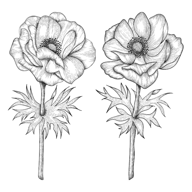 Premium Vector Hand drawn anemone flowers and leaves drawing