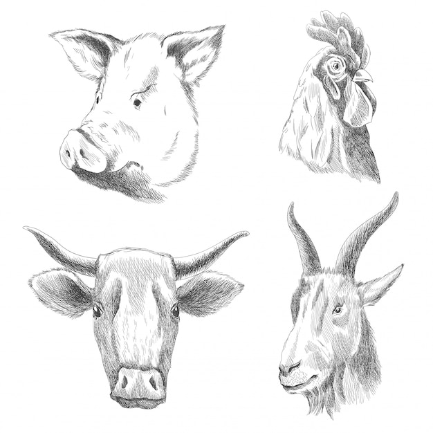 手描きの動物 家畜の飼育 ポスターやwebのヴィンテージの彫刻イラスト 手描きの豚 コック 牛 山羊のスケッチスタイル プレミアムベクター