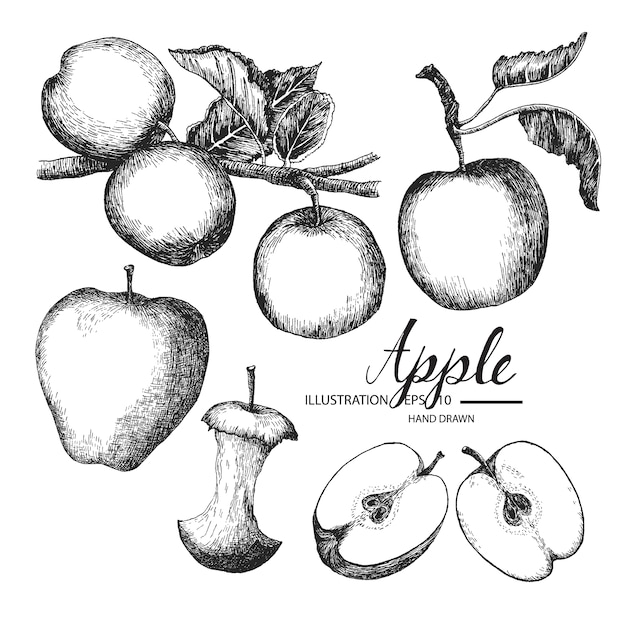 Premium Vector | Hand drawn apple collection