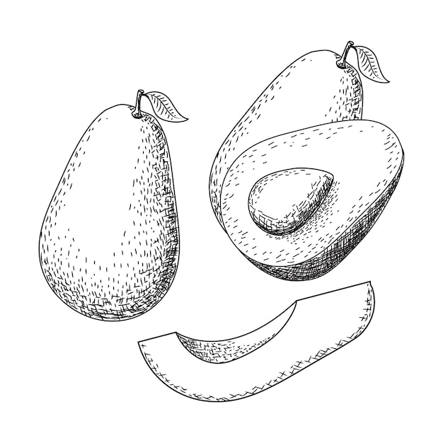 Premium Vector | Hand drawn avocado sketch. tropical summer fruit food ...