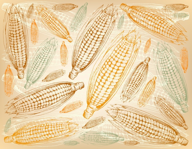 Premium Vector | Hand drawn background of autumn sweet corns or maizes