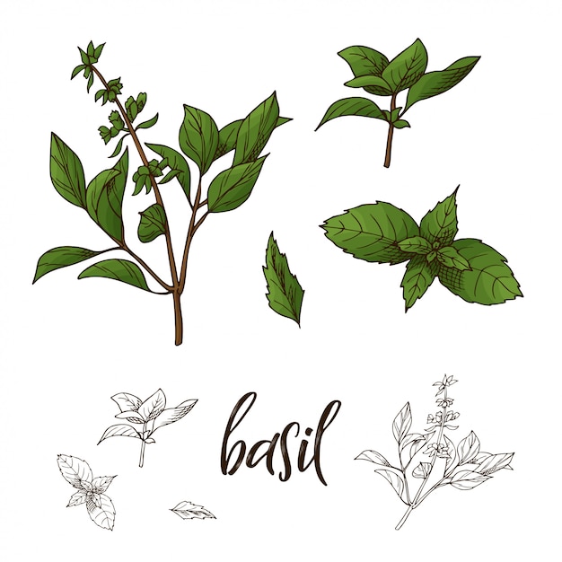 Premium Vector Hand drawn basil herb illustration