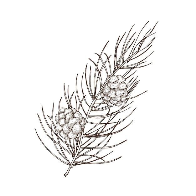 Premium Vector Hand Drawn Beautiful Botanical Drawing Of Pine Branch With Needle Like Foliage And Cones