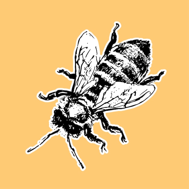 Premium Vector Hand Drawn Bee Sketch Black Honey Vector Illustration