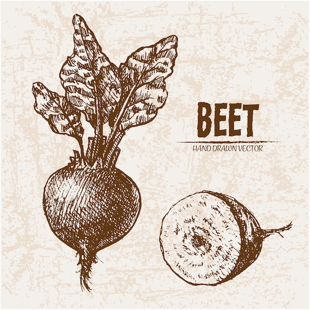 Free Vector | Hand drawn beet collection