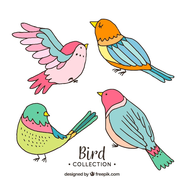 Hand drawn bird collection