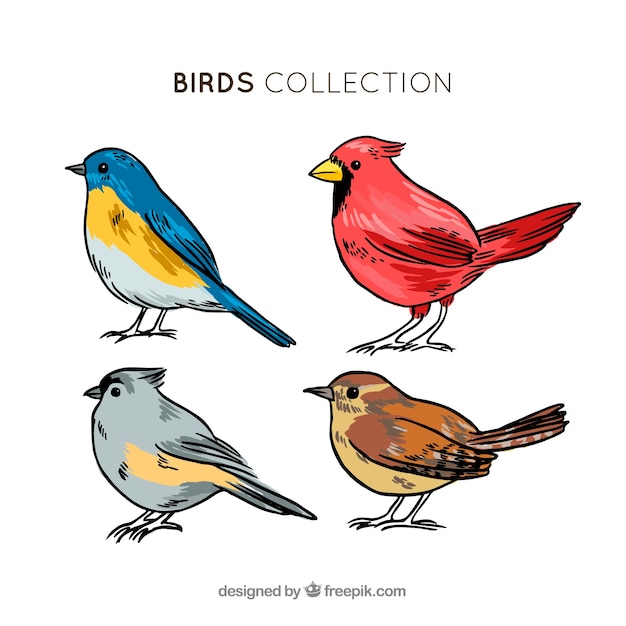 Free Vector | Hand drawn bird collection