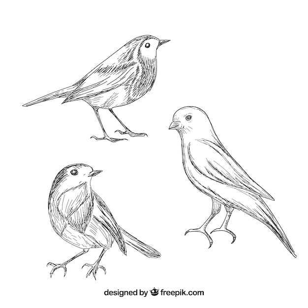 Free Vector | Hand drawn bird collection