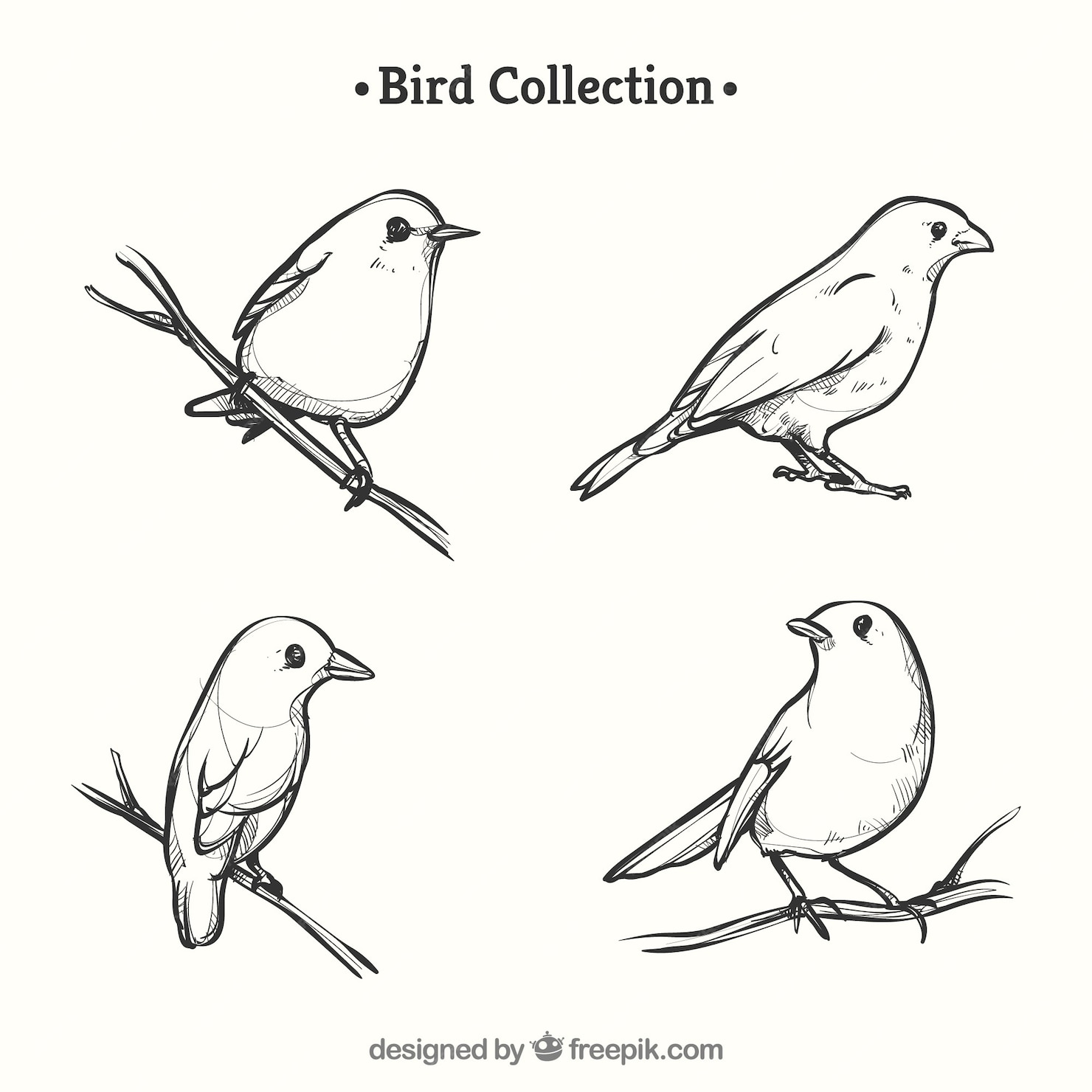 Premium Vector | Hand drawn bird collection