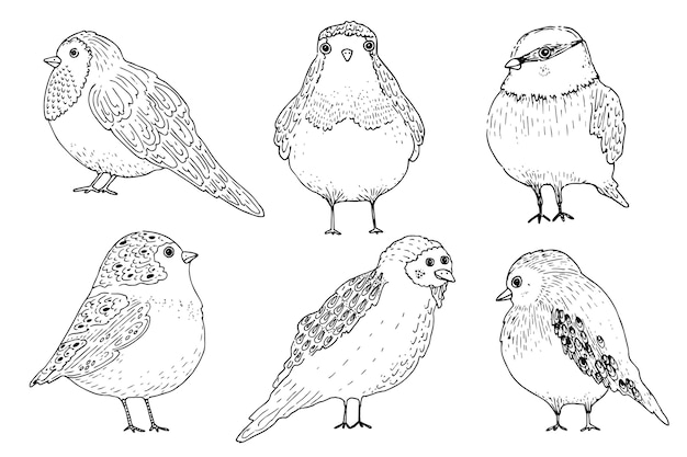 Free Vector | Hand drawn bird collection