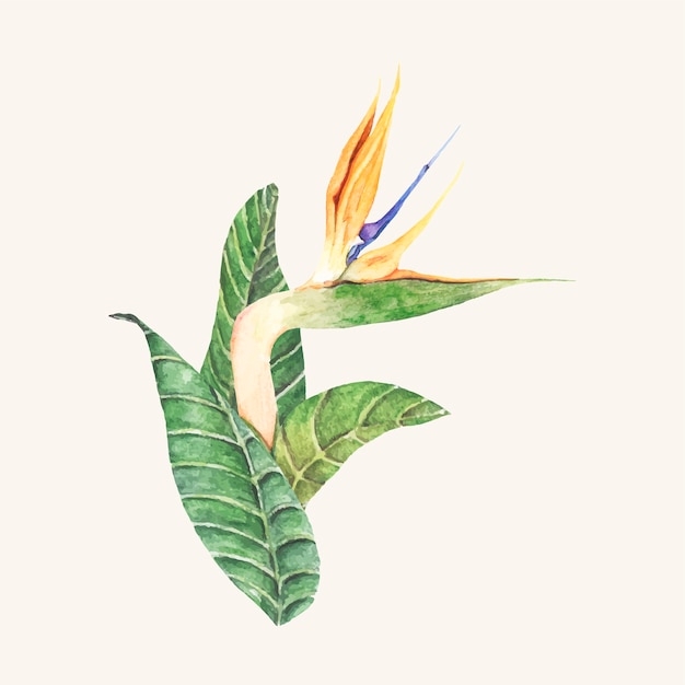 Hand drawn bird of paradise flower
isolated