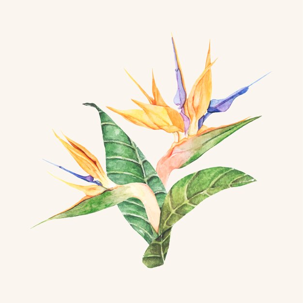 Hand drawn bird of paradise flower isolated Free Vector