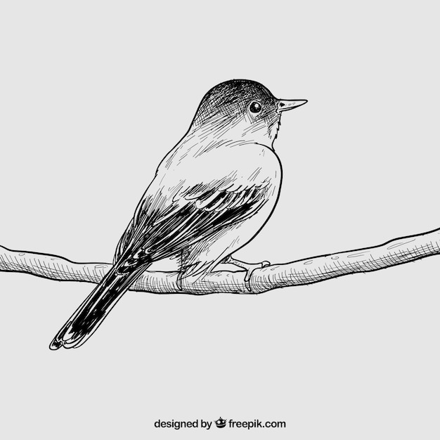 Hand drawn bird Vector Premium Download