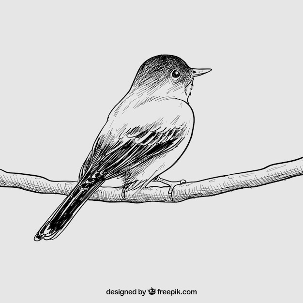 Hand drawn bird Vector | Premium Download