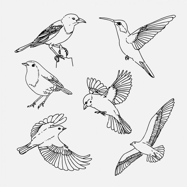 Premium Vector | Hand drawn birds collection