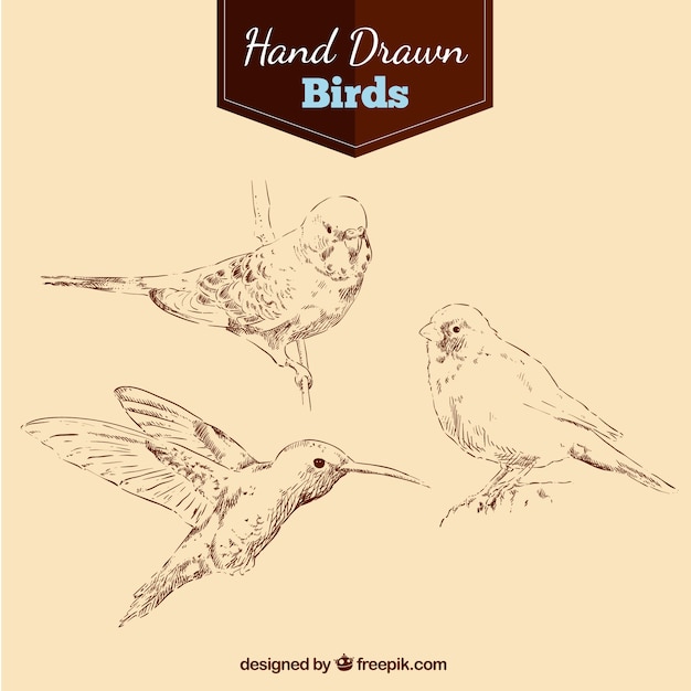 Hand drawn birds pack