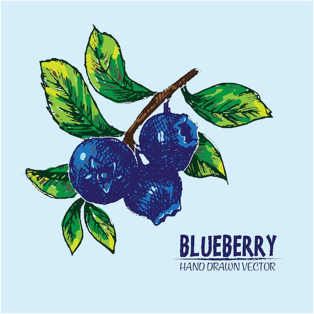 Hand drawn blueberries design