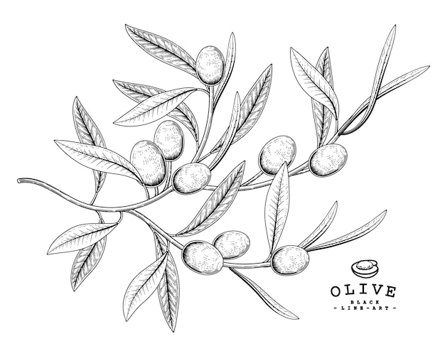 Hand drawn botanical illustrations | Premium Vector