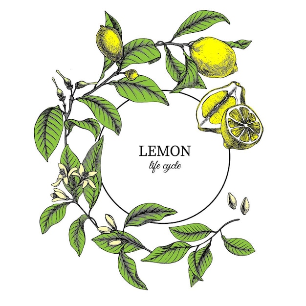 レモンの葉 花 種子 果物の手描き植物ヴィンテージイラスト プレミアムベクター