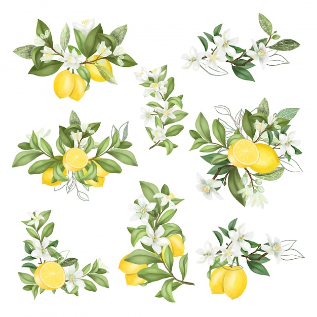 手描きの花束と咲くレモンの木の枝の組成 プレミアムベクター