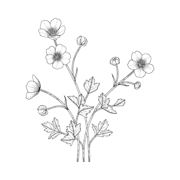 白い背景の上の線画と手描きのキンポウゲの花のイラスト ロゴ カード 日付の保存 結婚式の招待カード ポスター バナーの装飾をデザインします プレミアムベクター