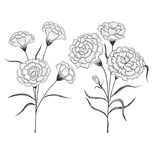 手描きのカーネーションの花と葉のイラストを描きます プレミアムベクター