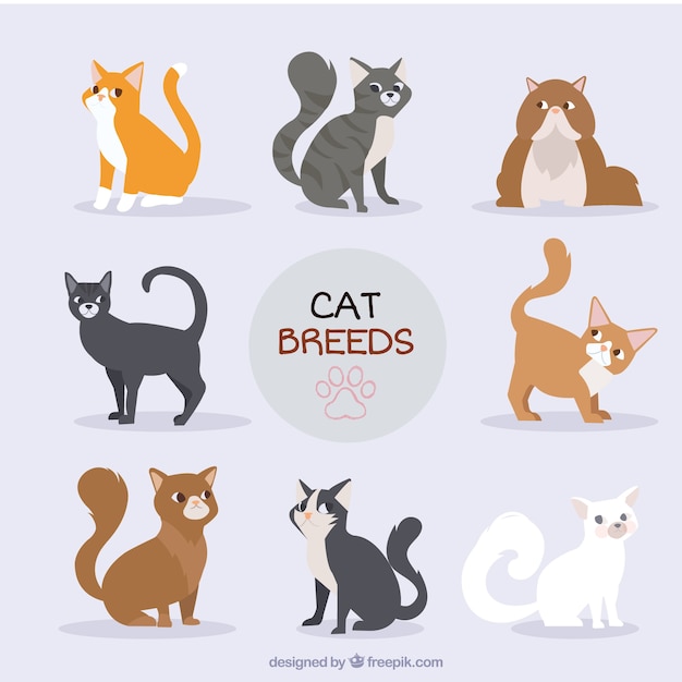 Hand drawn cat breed collection