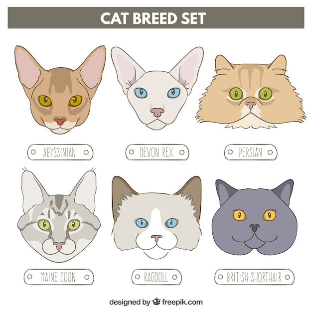 Hand drawn cat breed set