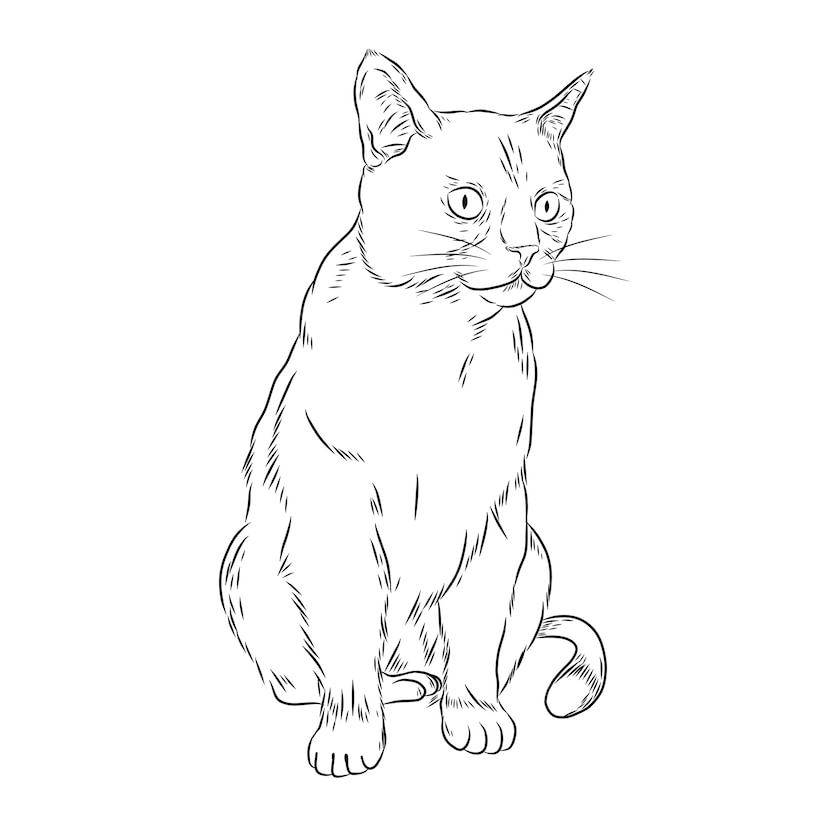 Premium Vector | Hand drawn cat outline illustration