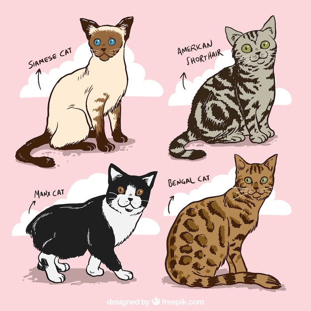Hand drawn cats breeds pack