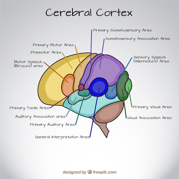 Hand drawn cerebral cortex Vector Free Download