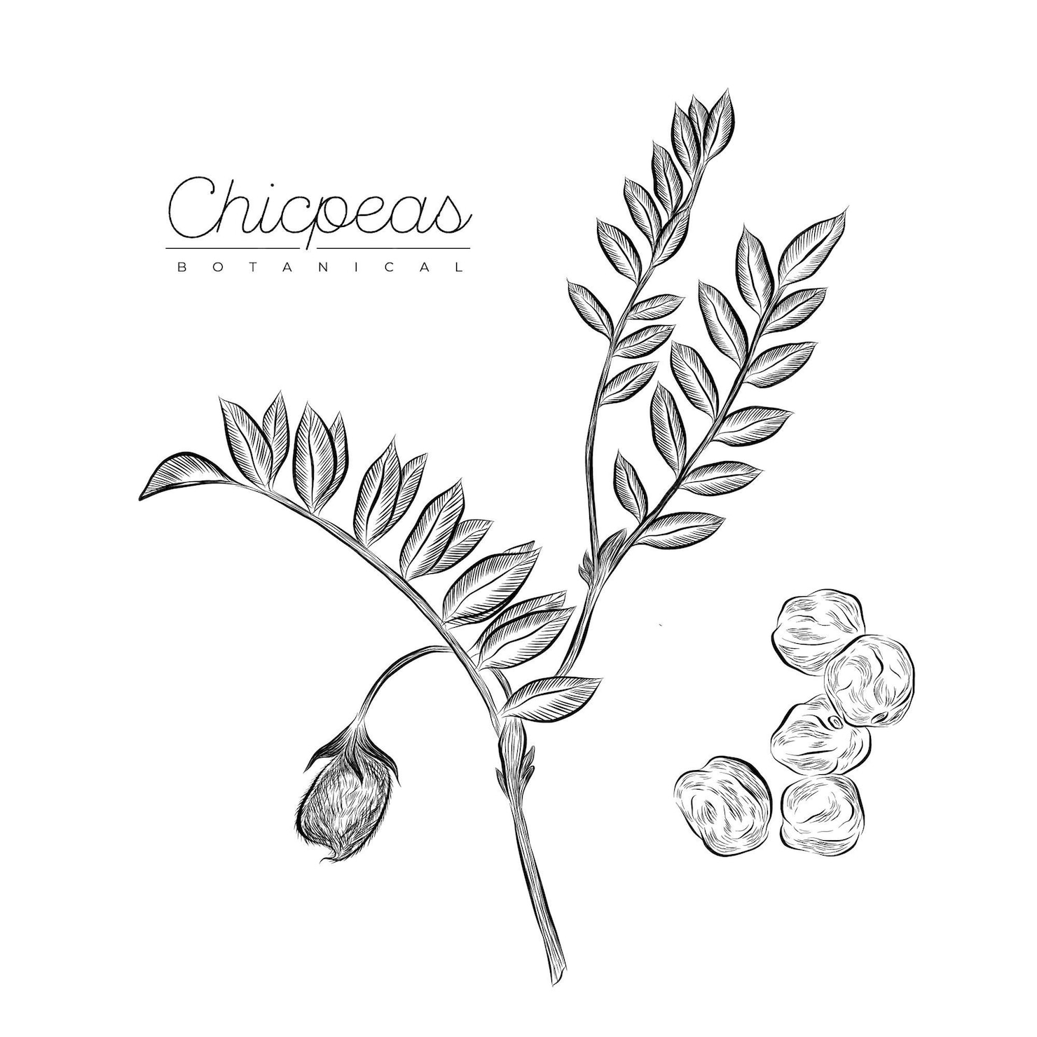 Free Vector | Hand drawn chickpea beans with plant