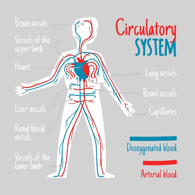 Free Vector Hand drawn circulatory system infographic