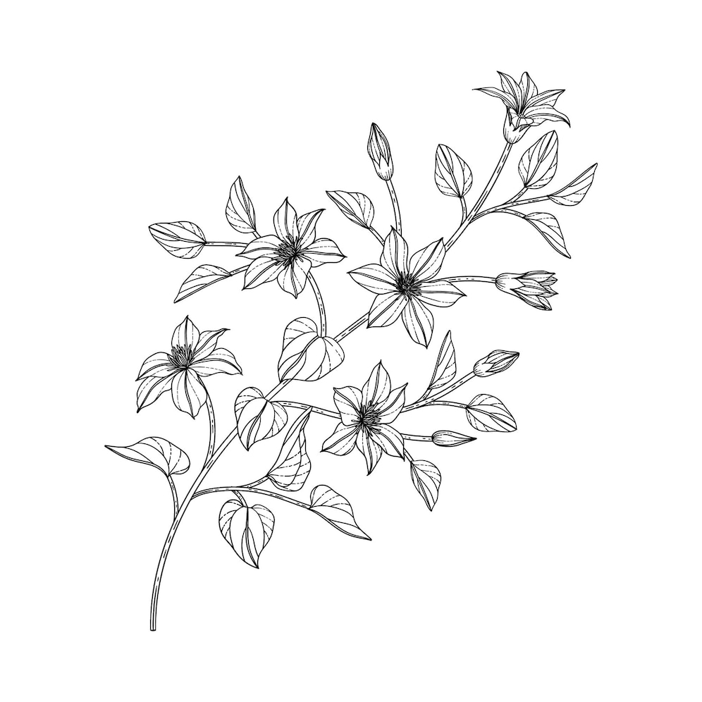 Premium Vector Hand drawn clematis floral illustration